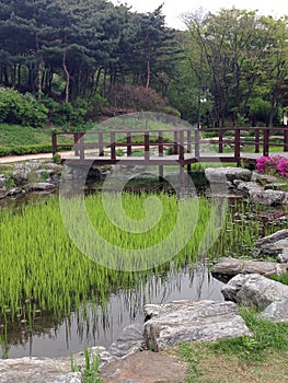 Japanese garden with a wooden bridge over a pond and green grass.