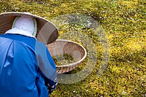 Japanese gardener works on green grass pick up scraps of wood and dry grass to basket on garden floor, wearing blue shirt, big bam