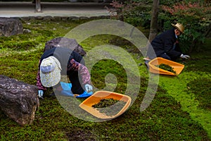 Japanese gardeners work in a garden of Kenninji temple