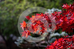 Japanese gardens, Royal Roads University