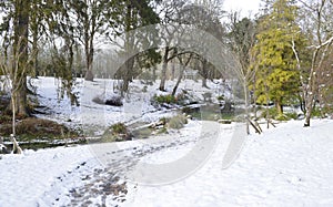 Japanese Gardens in Winter