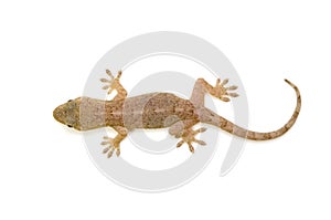 Japanese gecko photo