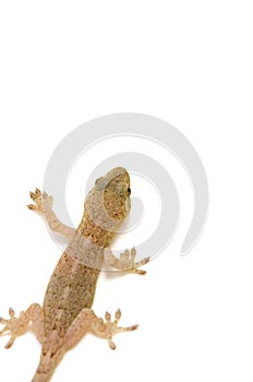 Japanese gecko