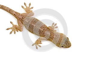 Japanese gecko photo