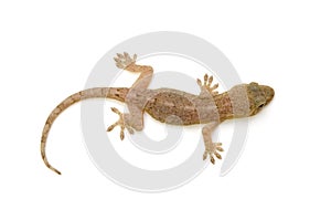 Japanese gecko photo