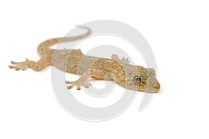 Japanese gecko photo