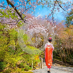 A Japanese Geisha in Traditional Kimono Dress with beautiful cherry blossom at Ryoanji Temple in Kyoto, Japan