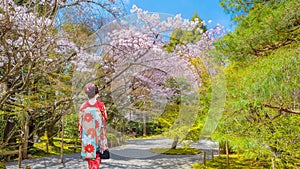 A Japanese Geisha in a Traditional Kimono Dress with beautiful cherry blossom at Ryoanji Temple in Kyoto,pan