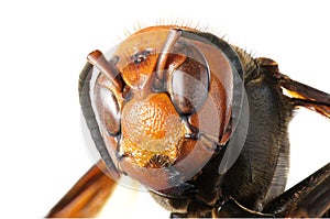 Japanese giant hornet photo