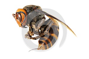 Japanese giant hornet