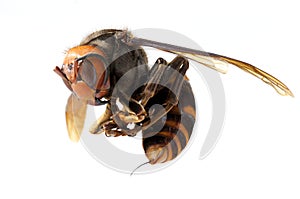 Japanese giant hornet