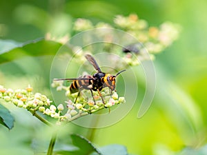 Japanese giant hornet or murder hornet 2