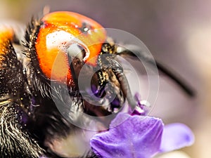 Japanese Giant Hornet Vespa Mandarinia Japonica Gathers Flower Pollen photo
