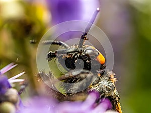 Japanese Giant Hornet Vespa Mandarinia Japonica Gathers Flower Pollen photo