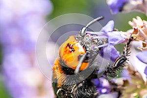 Japanese Giant Hornet Vespa Mandarinia Japonica Gathers Flower Pollen photo