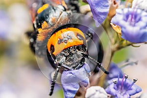 Japanese Giant Hornet Vespa Mandarinia Japonica Gathers Flower Pollen photo