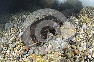 Japanese Giant Salamander Lurking in a River in Japan photo