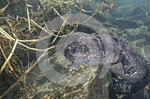 Japanese Giant Salamander Swimming in Japanese River