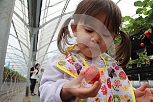 Japanese girl picking strawberry