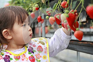 Japanese girl picking strawberry