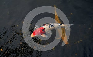 Japanese golden carps and koi fishes in the pond