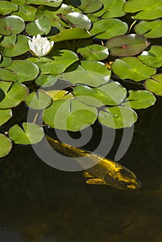 Japanese golden koi carp fish in an ornamental pond