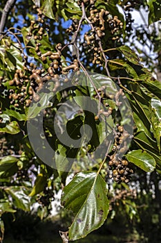 Japanese grape tree or Japanese grape, Hovenia dulcis loaded with fruits