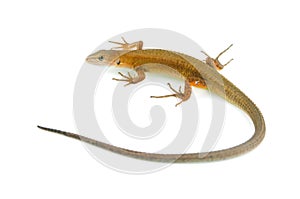 Japanese grass lizard