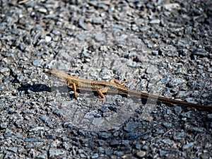 Japanese grass lizard on a walking path 1