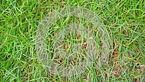 Japanese Grass (Zoysia Japonica) As Home Lawn Grass photo