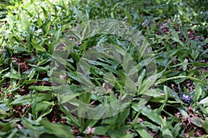 Japanese grass or Zoysia japonica is fresh green. photo