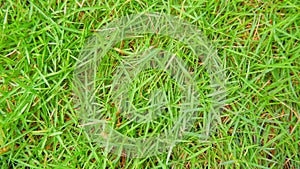 Japanese Grass (Zoysia Japonica) Home Yard Grass photo