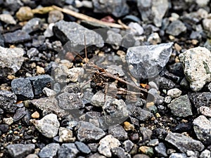 Japanese grasshopper in the rocks