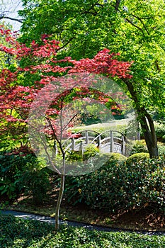 Japanese Green Maple and Bridge