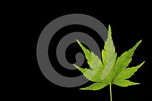 Japanese green maple leaf on black