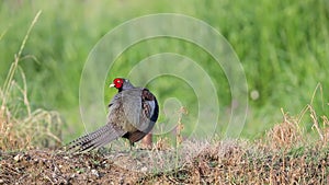 Japanese green pheasant (Phasianus versicolor) male