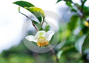 Japanese green tea flower. Top of Green tea leaf in the morning