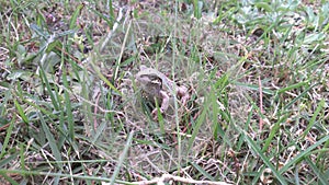 Japanese Grey Frog In Grass, Hino City, Shiga, Japan