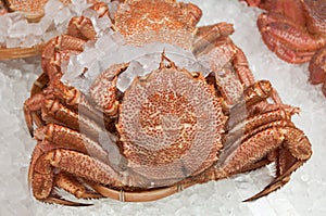 Japanese hairy crab