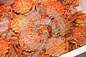 Japanese hairy crabs