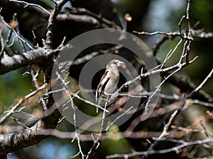 Japanese Hawfinch perched in a forest tree 3