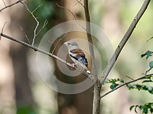 Japanese Hawfinch perched in a forest tree 8