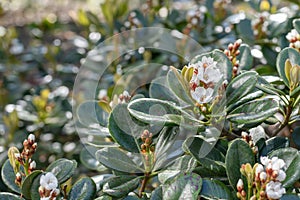 Yeddo hawthorn Rhaphiolepis umbellata, with some white flowers photo