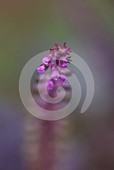 Japanese herb Perilla flowers