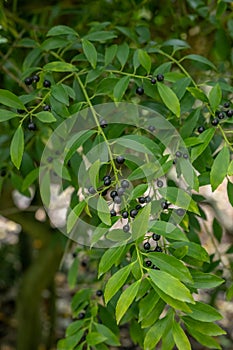 Japanese holly Ilex crenata var. fukasawana with black drupes