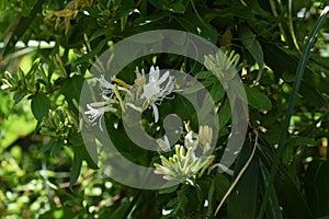 Japanese honeysuckle flowers