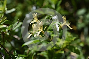 Japanese honeysuckle flowers