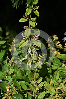 Japanese honeysuckle flowers