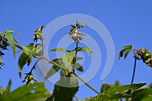 Japanese hop ( Humulus japonicus ) fruits. Cannabaceae dioecious annual vine.