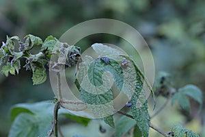 Japanese hop ( Humulus japonicus ) fruits. Cannabaceae dioecious annual vine.